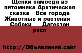 Щенки самоеда из питомника Арктическая сказка - Все города Животные и растения » Собаки   . Дагестан респ.